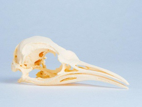 pinguim crânio aptenodytes forsteri imperador adulto animais 3d print model - Mito3D