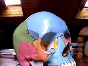 anatomical skull scans replicas anatomy human makerbotdigitizer 3d print model - Mito3D