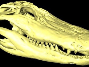alligator skull 14 scale animals crocodile ct 3d print model - Mito3D