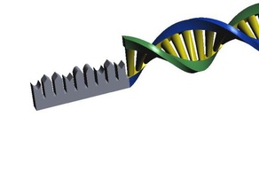 Biologischer Prozess, der dna, translation, rna-Transkription Biologie helix protein Ribosom taktile Grafik 3d print model - Mito3D