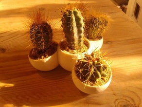 mini cactus de la granja decoración 3d print model - Mito3D