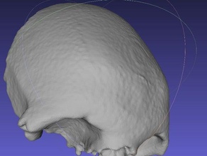 osso frontal modelo anatômico biologia 3d print model - Mito3D