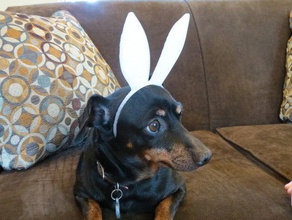 pet-sized bunny ears pets cat dog easter headband rabbit rabit 3d print model - Mito3D