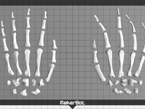 mani ossa persone 3d print model - Mito3D