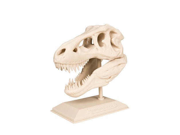 t-rex cranio di apprendimento accademia archeologia il curriculum dinosauro l'istruzione k-12 paleontologia trex tyrannosaurus rex 3D print model - Mito3D