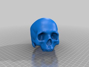pulito cranio wteeth 3d stampa 3d print model - Mito3D