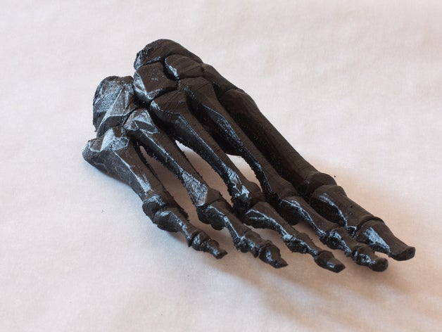 bodyparts3d pé biologia anatomia ultimaker 3D print model - Mito3D