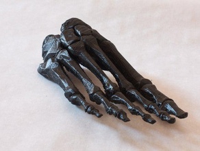 bodyparts3d foot biology anatomy ultimaker 3d print model - Mito3D