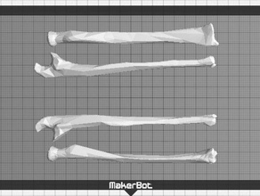 avambracci ossa persone 3d print model - Mito3D