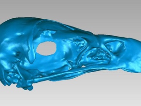cráneo golden eagle a los animales aquila chrysaetos avdas de aves hueso la mandíbula el 3d print model - Mito3D