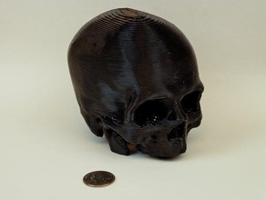 skull other bones bothacker ct data makeaperson reprap 3d print model - Mito3D