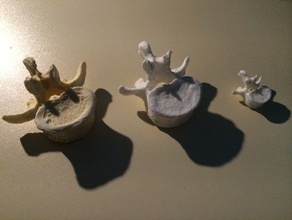 3d scanned vertebrae biology anatomy bone isifc makerbotdigitizer 3d print model - Mito3D