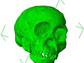 radiolab taung child skull repaired converted mm scans replicas shoot digital 3d print model - Mito3D