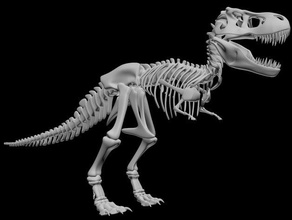 t-rex skeleton animals bones dinosaur dinosaurs tyrannas tyrannosaurus 3d print model - Mito3D