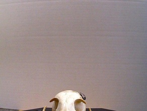 bob cat skull no jaw art makerbotdigitizer scan 3d print model - Mito3D