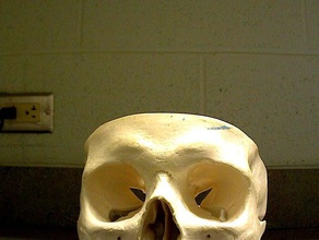 human skull learning makerbotdigitizer scan 3d print model - Mito3D