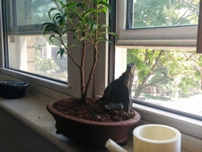 bonsai annaffiatoio all'aperto giardino 3d print model - Mito3D
