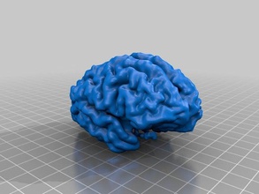 cortex Biologie Gehirn MRT scan 3d print model - Mito3D