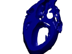 cuore fetta biologia 3d print model - Mito3D
