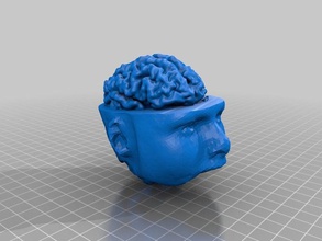 o cérebro da cabeça biologia 3d print model - Mito3D
