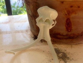 woolly mammoth skull scans & replicas animal cool decoration dinosaur holder ornament replica 3d print model - Mito3D