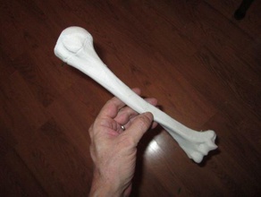 úmero direito esqueleto humano superior do osso braço biologia anatomia ossos 3d print model - Mito3D