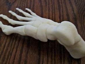 foot right human skeleton biology bone bones 3d print model - Mito3D
