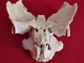 face partielle squelette humain de la biologie l'anatomie os tête l'homme des ossements humains crâne 3d print model - Mito3D