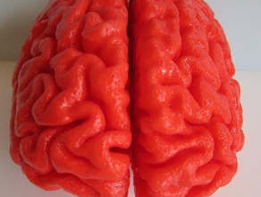 il cervello umano in piena scala biologia 3d print model - Mito3D