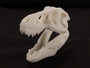 pocket t-rex cranio altri archeologia dinosauro gumball paleontologia 3d print model - Mito3D