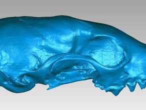 skull stone marten martes foina animals beech bone carnivore mustelidae 3d print model - Mito3D