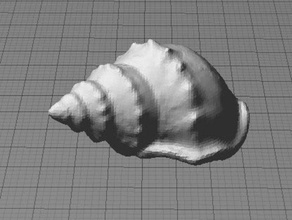 sea shell convertitore analogico / digitale di scansione le creature 3d print model - Mito3D