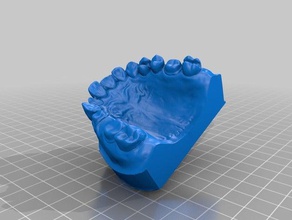 zahn-Kiefer Biologie best cmit jawl real Zähne 3d print model - Mito3D