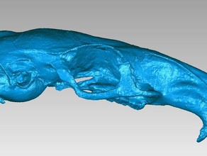 cranio laotiano rock ratto laonastes aenigmamus animali l'osso diatomyidae hystricomorpha mammalia rodentia 3d print model - Mito3D