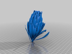 protea flor scans e réplicas Digitalização em 3d 3d print model - Mito3D