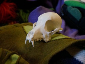 bitey dog skull animals 3d scan agisoft photoscan animal biology canine nature skeleton 3d print model - Mito3D
