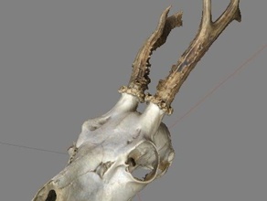spike deer skull animals antlers color scanned textured ungulate 3d print model - Mito3D