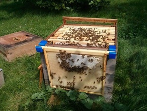 bee hive frame hooks outdoor garden beekeeping bees 3d print model - Mito3D