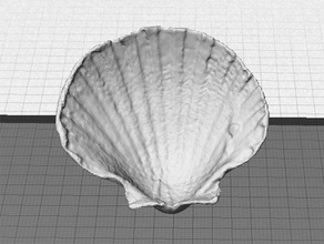 sea shell digitizer multiscan animals clam seashell 3d print model - Mito3D