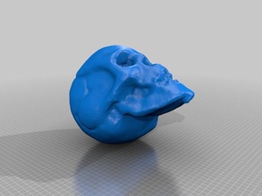 skull scan 3d printing experiment laser 3d print model - Mito3D
