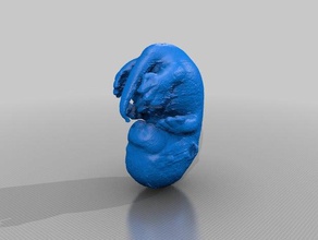 mouse e135 embryo animals 3d print model - Mito3D