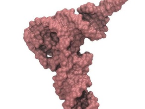 transfer rna biology molecular model trna 3d print model - Mito3D