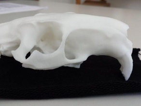 cranio nutria myocastor copypus animali l'osso caviomorpha mascella myocastoridae il topo di fiume roditore rodentia 3d print model - Mito3D