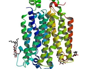 trasportatore di glucosio biologia proteina membrana trasportatori 3d print model - Mito3D