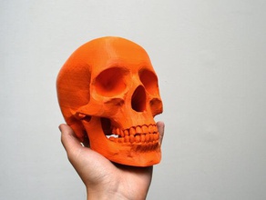 make not people human skull 3d print model - Mito3D