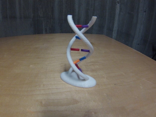 interactive modello di dna biologia doppio elica apprendimento 3D print model - Mito3D