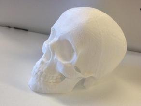 re-orientada para o crânio supportless de impressão biologia 3d print model - Mito3D