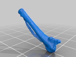 o passageiro pombo carpometacarpus outros osso 3d print model - Mito3D