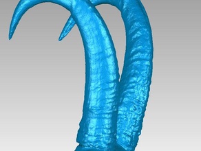 les cornes de la corne base chamois rupicapra animaux alpes os gaemse gams chèvre crâne 3d print model - Mito3D