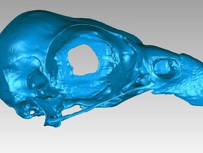 cranio falco pescatore pandion haliaetus animali bird uccelli rapaci l'osso carnivoro aquila pesce piscivore 3d print model - Mito3D